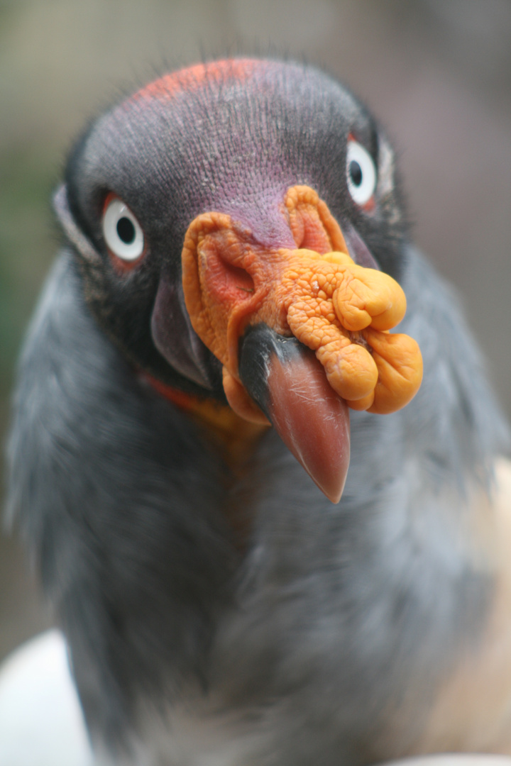 King Vulture - Colchester Zoo