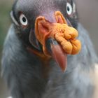 King Vulture - Colchester Zoo