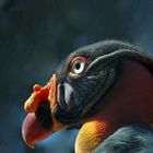 king vulture