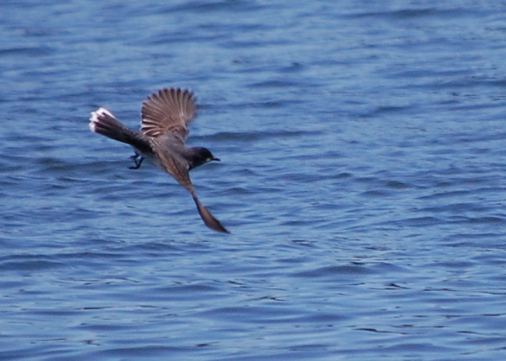 Kingbird Over Water