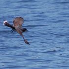 Kingbird Over Water