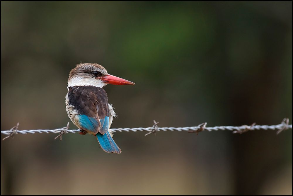 Kingfischer (Braunkopfliest - Halcyon albiventris)