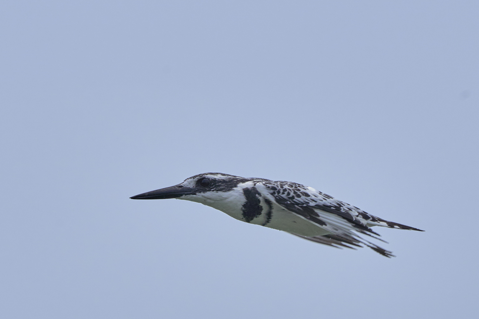 Kingfischer im Flug