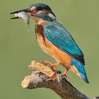 Kingfisher