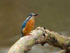 Kingfisher