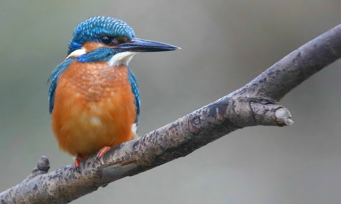 Kingfisher