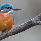 Kingfisher