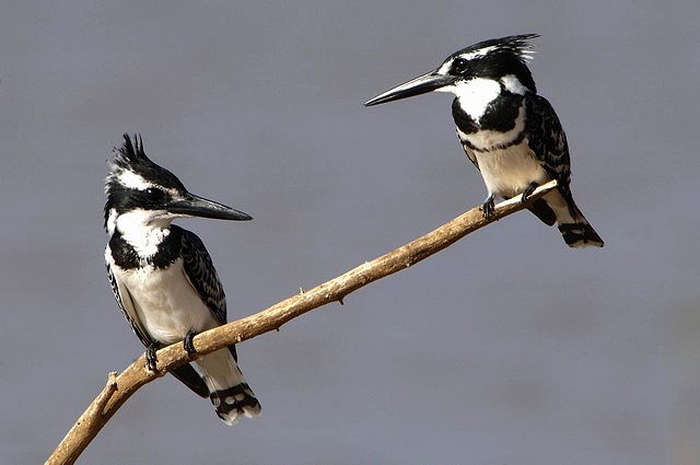 Kingfisher