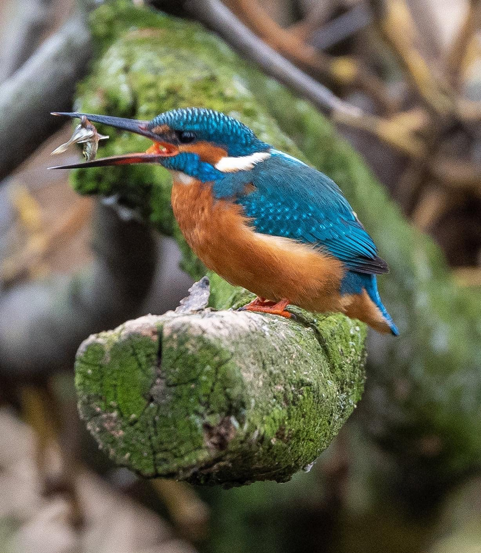 Kingfisher 