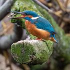 Kingfisher 