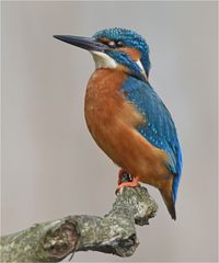 Kingfisher