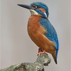 Kingfisher