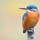 Kingfisher