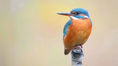 Kingfisher