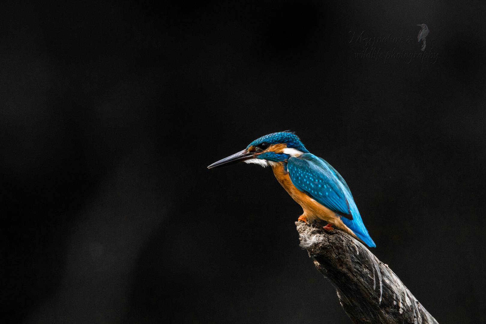 kingfisher 