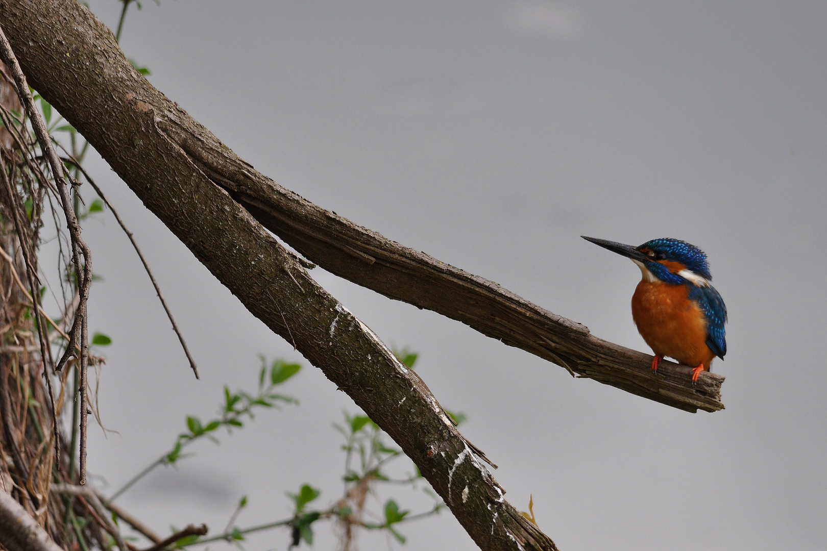 Kingfisher 1