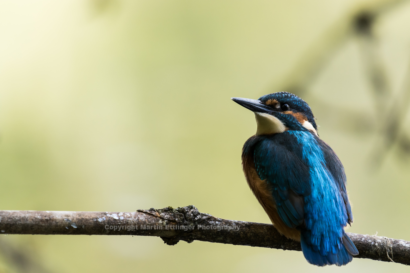 kingfisher 10082019 (5)