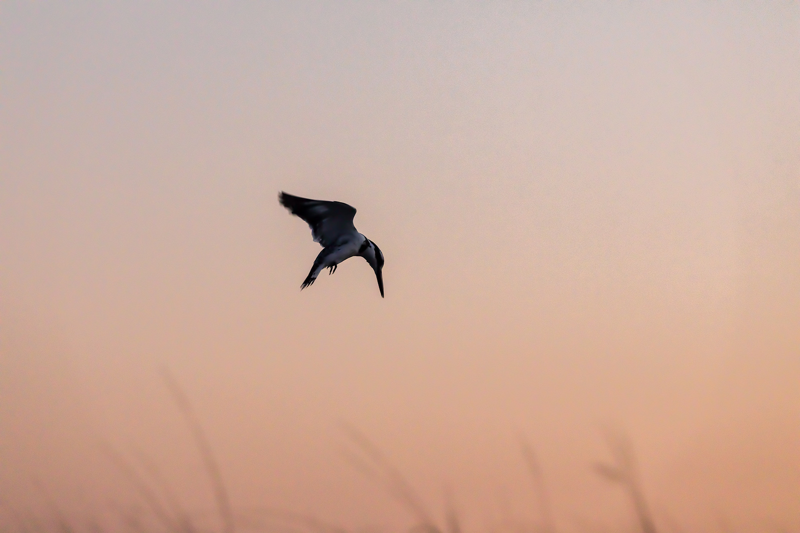 Kingfisher