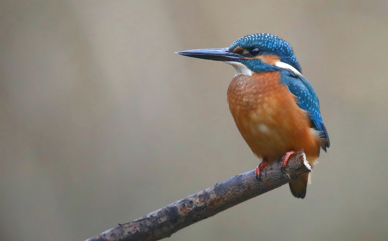 Kingfisher