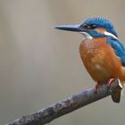 Kingfisher