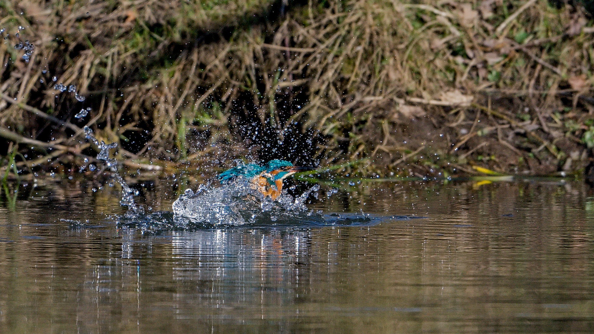 Kingfisher 