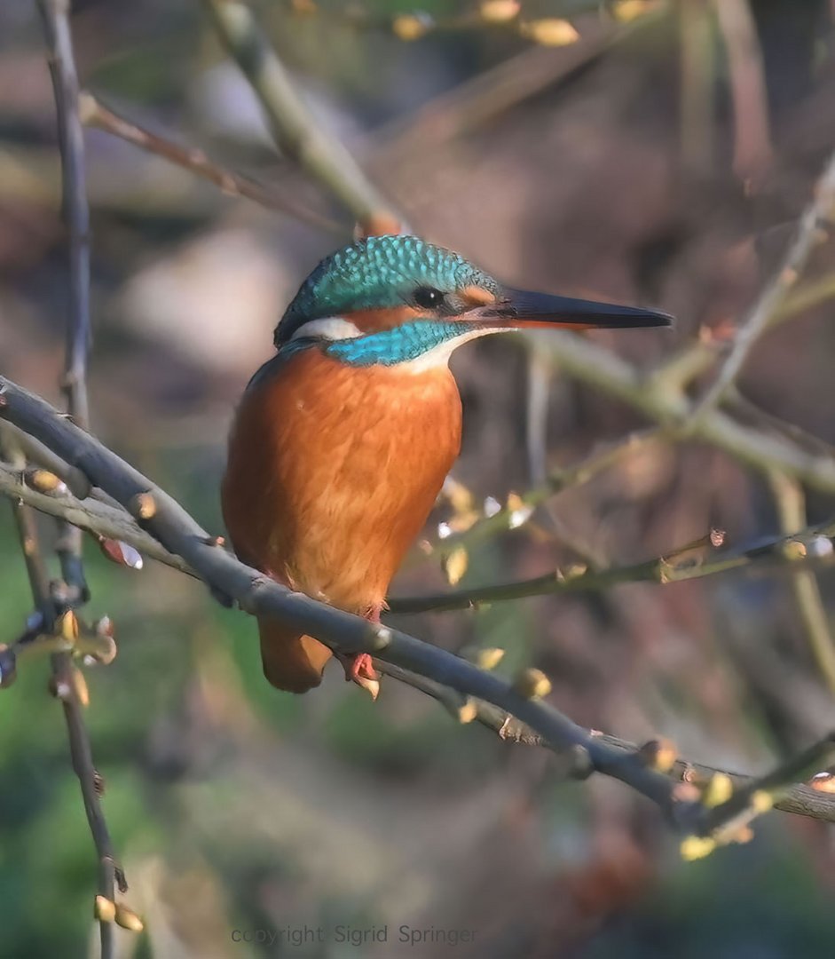 Kingfisher