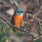 Kingfisher