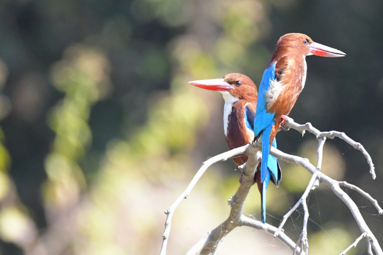 Kingfisher