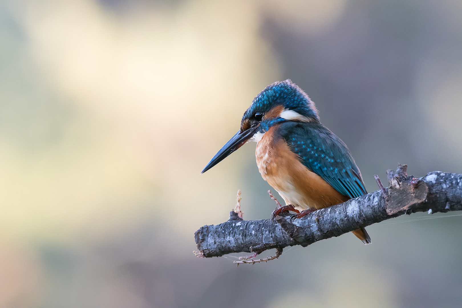 Kingfisher