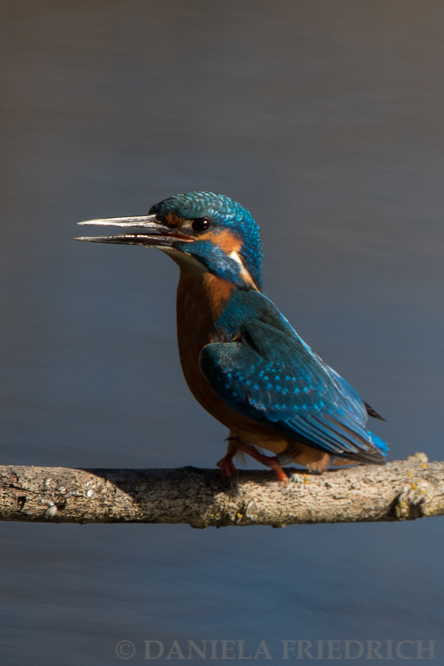 Kingfisher