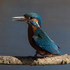 Kingfisher