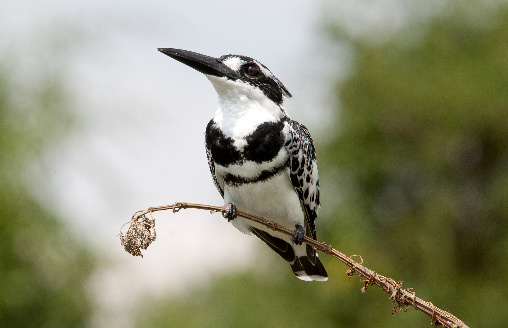 Kingfisher