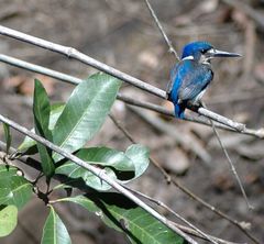 Kingfisher