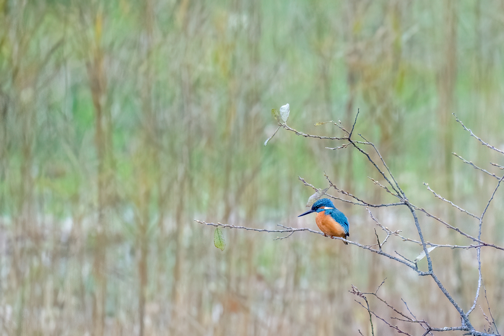 Kingfisher