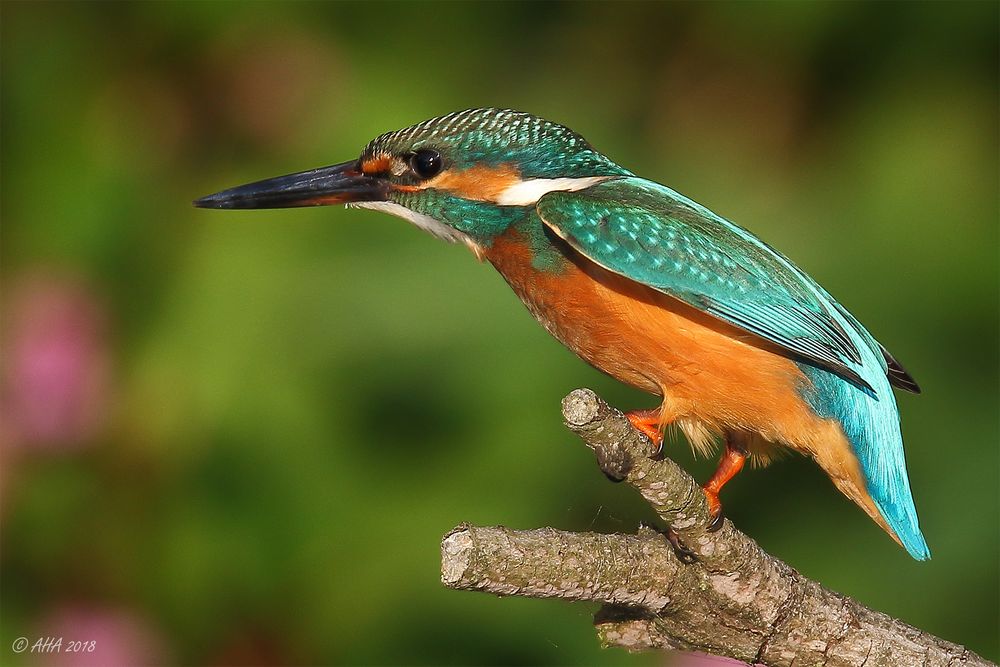 Kingfisher