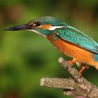 Kingfisher