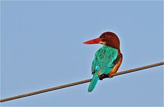 Kingfisher (2)