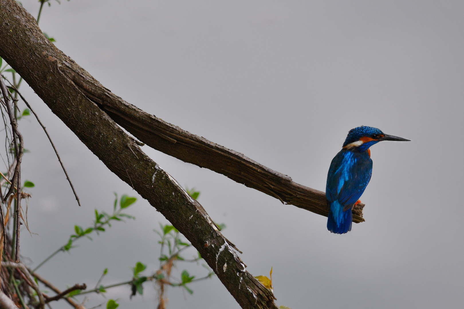 Kingfisher 2