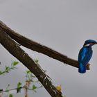 Kingfisher 2