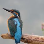 Kingfisher 2012