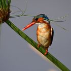 Kingfisher