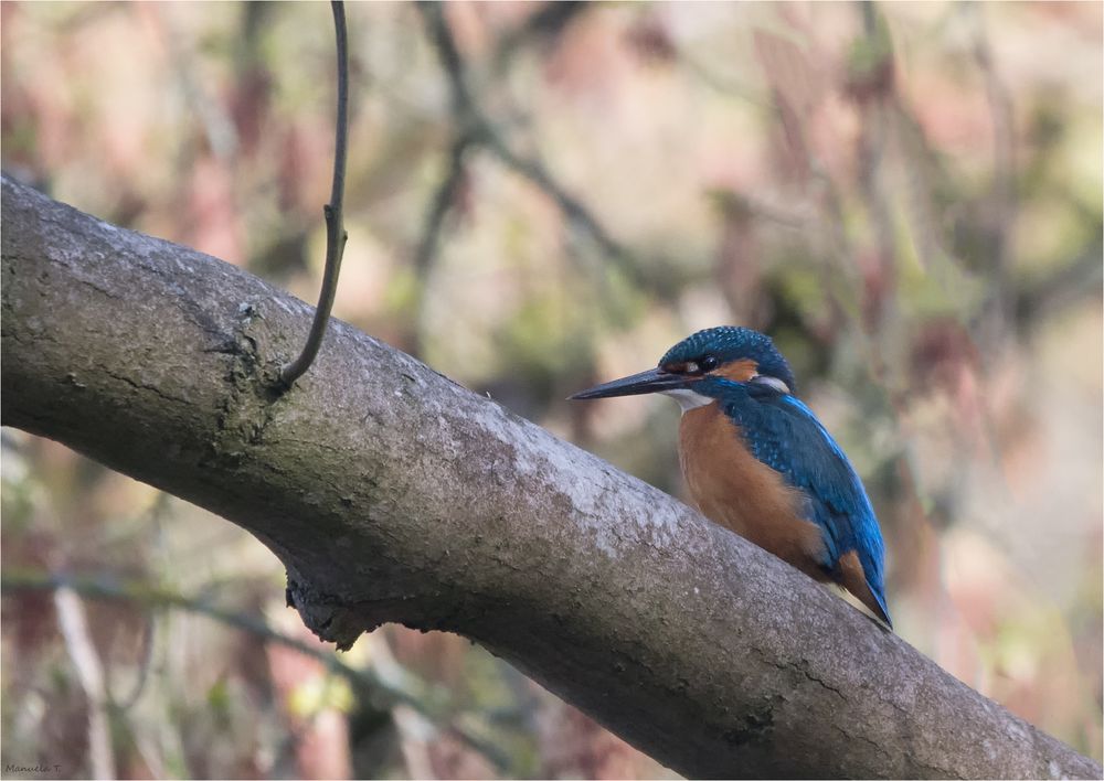 Kingfisher