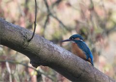 Kingfisher