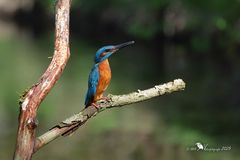 Kingfisher