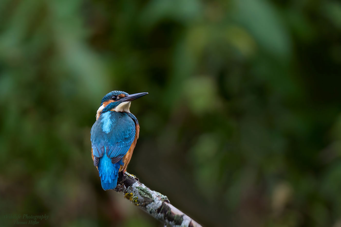 Kingfisher