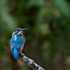 Kingfisher