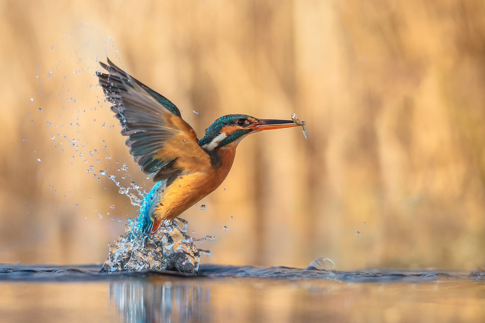 Kingfisher