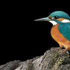 KINGFISHER