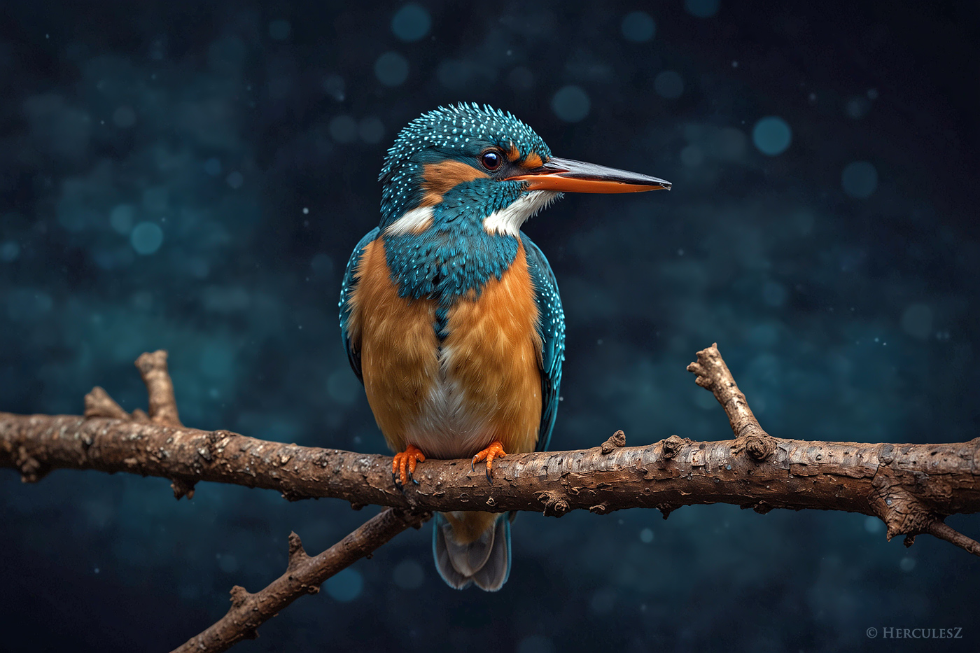 Kingfisher