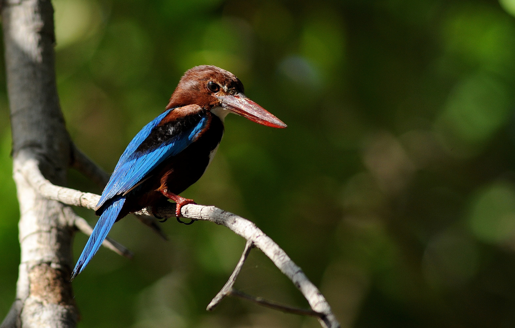 Kingfisher